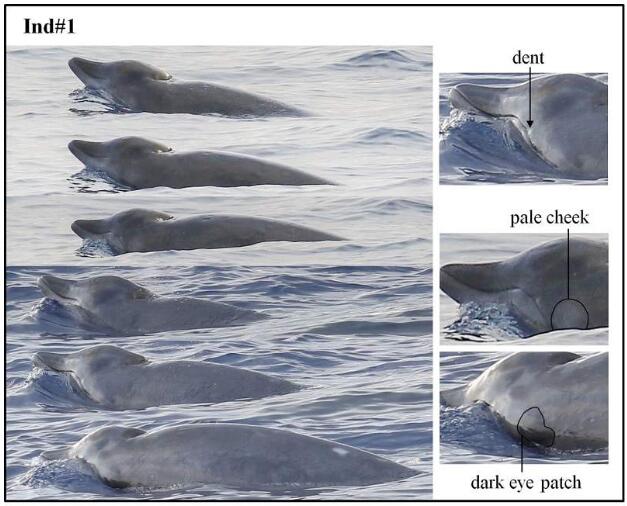 长这样！中国研究团队在南海首次发现神秘喙鲸