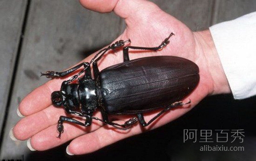 世界最大昆虫——泰坦大天牛，能一口咬断铅笔