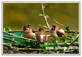 从学习内容分析入手做教学设计