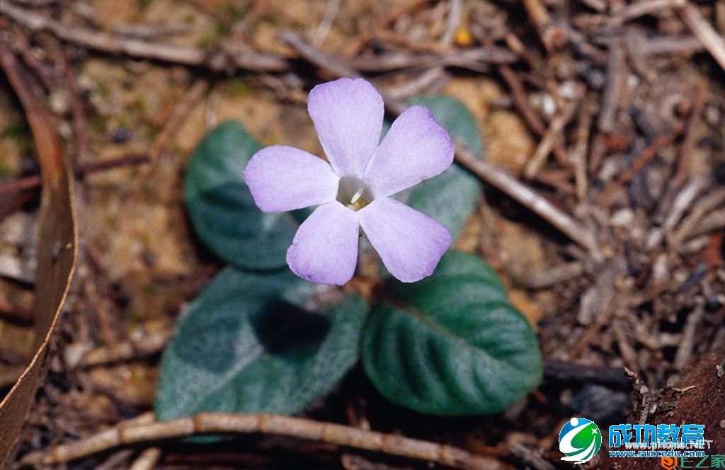 名师们给教师的教学建议 