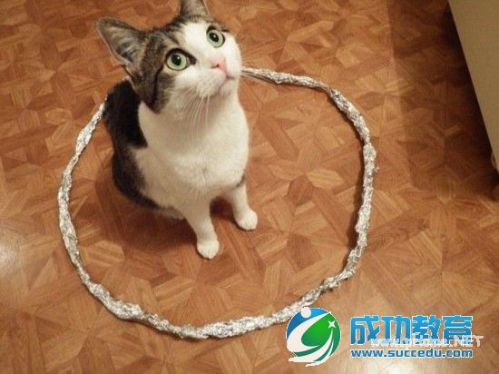 快进圈里来！猫咪钟爱圆圈引发网友一探究竟 