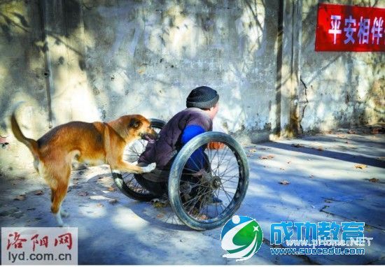 河南版忠犬很有爱悉心照顾残疾主人超感人画面让人热泪横流