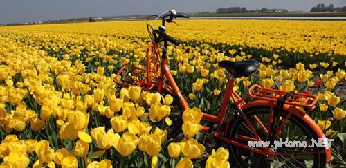 北欧留学:中国学生可以申请的荷兰留学奖学金