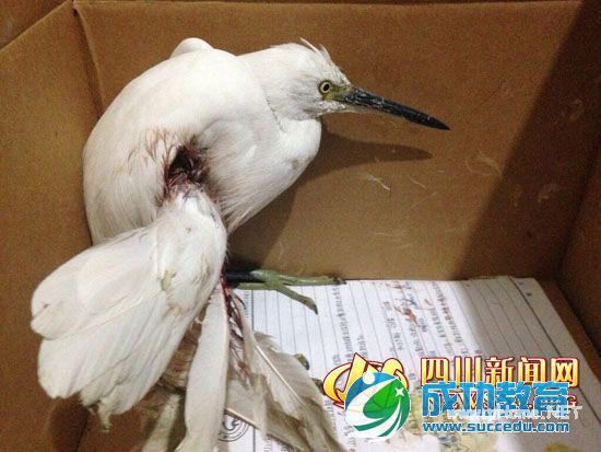 天上掉下受伤白鹭成都女大学生救起后四处寻医 
