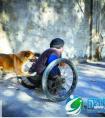 河南版忠犬很有爱悉心照顾残疾主人超感人画面让人热泪横流