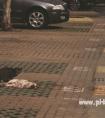 流浪猫被撞死，同伴围着尸体不离不弃