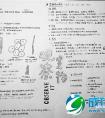 初三学生将生物笔记画成画好玩有趣又实用(图)