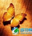 好课是教师永恒的追求