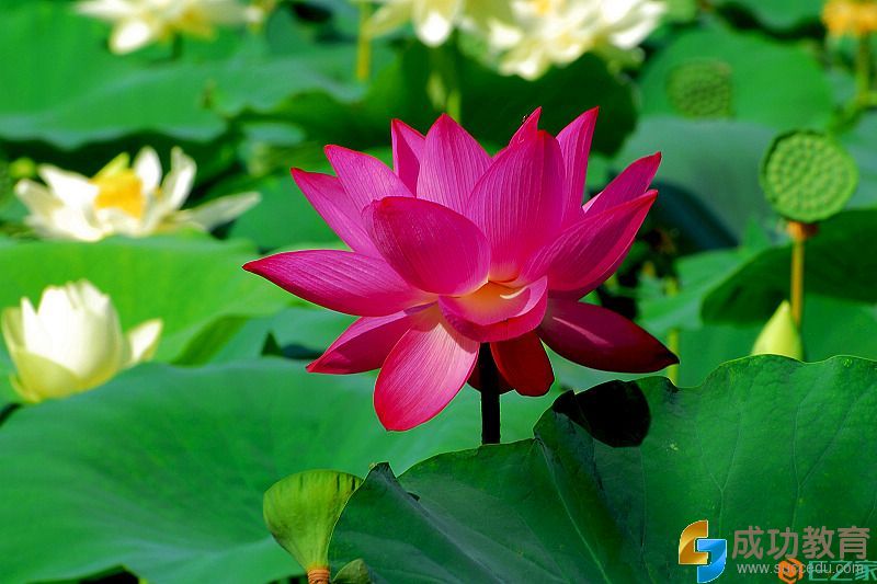 教师应具备的16种心向 - <a href=http://www.succedu.com target=_blank class=infotextkey>教育</a>星空 - <a href=http://www.succedu.com target=_blank class=infotextkey>教育</a>星空