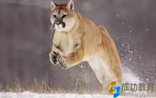 宁可教子猛如狼，不可教子绵如羊