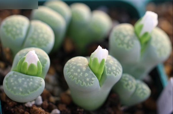 8e522b4fdb20fdb997f79770770feece.jpg 1.jpg