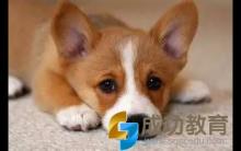 虐待动物的儿童游戏?你带孩子玩吗？