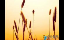虎爸小悦读——鼓励爸妈的24金句