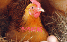 一只鸡的尊严，看完后恍然大悟??|乐活