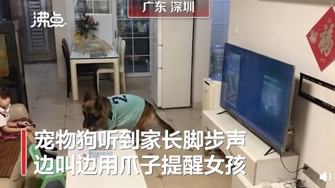【惯犯】狗子听到家长进门提醒女孩写作业,具体是什么情况?