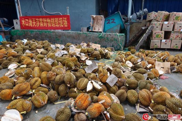 49吨榴莲销毁成有机肥 保障人民群众舌尖上的安全