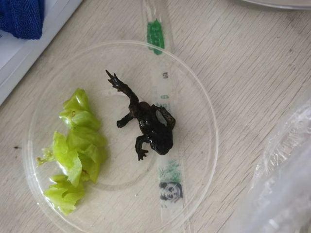 太恶心了！永康一女子点外卖里面竟有只癞蛤蟆，网友：可以告别外卖了