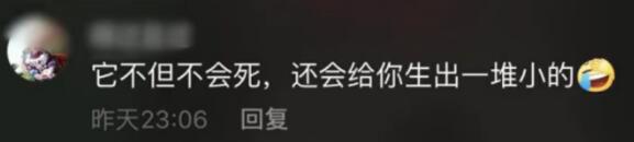 【把牢底坐穿】蟑螂被盖在锅盖下20天还是活蹦乱跳