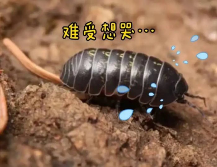 新天敌！昆明9万学生全城找鼠妇做实验 “米汤虫”到底是什么?