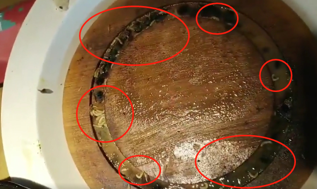 看吐了！浙江牛排连锁餐厅吃出活蛆 疑托盘存放时间久未清洗