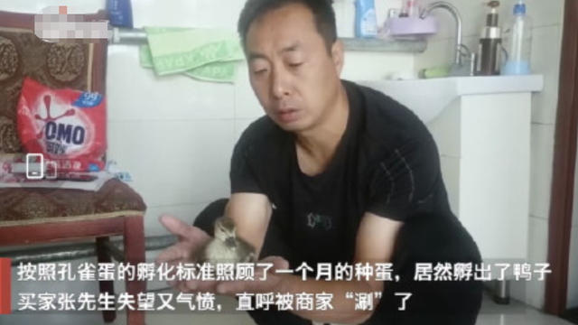 哭笑不得！男子网购孔雀蛋孵出鸭子 到底发生了什么？