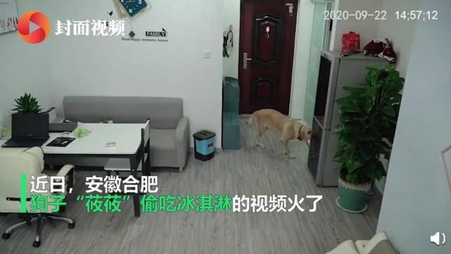  神奇！狗狗趁主人睡觉开冰箱偷吃雪糕 吃完后包装放垃圾桶