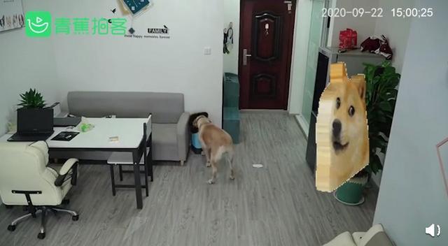  神奇！狗狗趁主人睡觉开冰箱偷吃雪糕 吃完后包装放垃圾桶