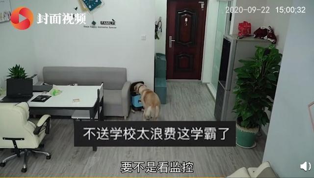 神奇！狗狗趁主人睡觉开冰箱偷吃雪糕 吃完后包装放垃圾桶