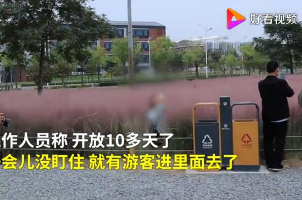 游客跳进网红粉黛花海拍照 开放10多天多处乱子草倒伏
