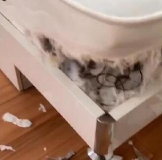 【拆家小能手】哈士奇把主人77岁奶奶气进医院 到底发生了什么？