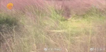 令人气愤！游客用裹塑料袋苹果投喂大象
