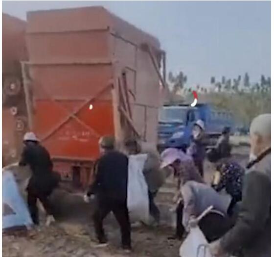 承包商收割花生村民尾随捡拾 赶都赶不走!