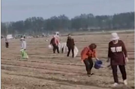 承包商收割花生村民尾随捡拾 赶都赶不走!