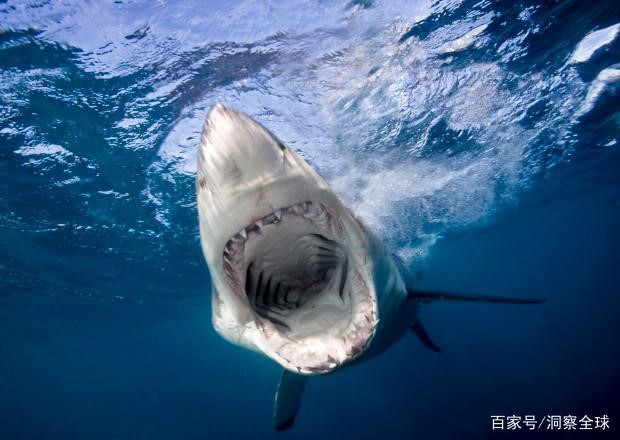 巴西总统声称不会购买中国疫苗：巴西人民不会成为任何人的试验品