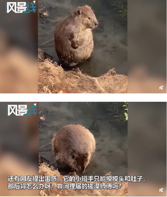 精致的小手手!呆萌河狸在河边认真搓澡敲可爱