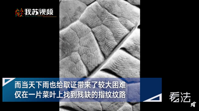 法网恢恢疏而不漏！菜叶上残缺指纹破获19年前命案