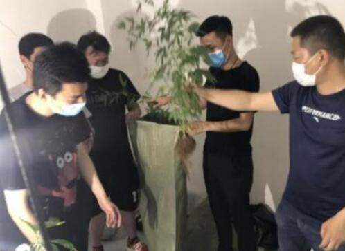 枉为人师！大学老师茶叶中夹带毒品网络贩卖