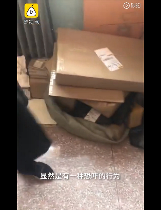 网络暴力涉嫌恐吓！虐猫男子老家不断收到花圈寿衣