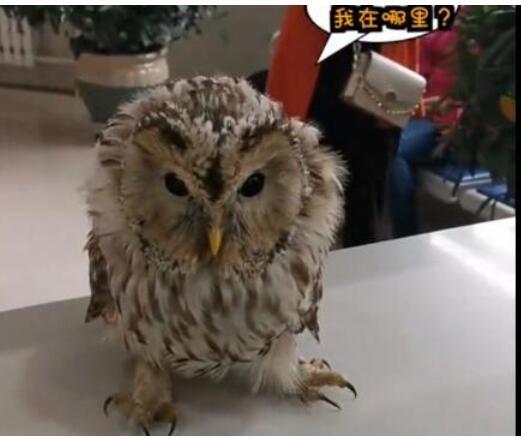 走出大哥的步伐!男子捡到猫头鹰肩扛送派出所