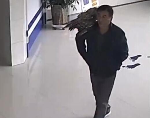 走出大哥的步伐!男子捡到猫头鹰肩扛送派出所