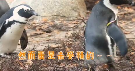 终于还是对别人的蛋下手了!同性恋公企鹅时隔一年再偷蛋