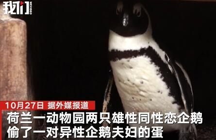 终于还是对别人的蛋下手了!同性恋公企鹅时隔一年再偷蛋