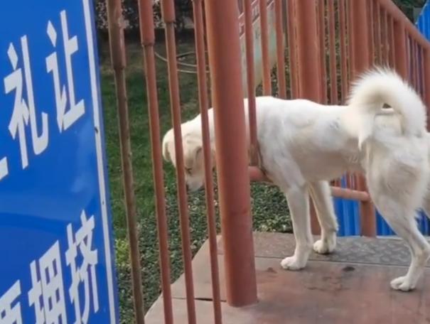 “牛郎织女”宠物版！大学封校两只狗狗隔桥相望