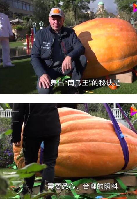 口感怎么样？丹麦巨型南瓜970公斤破纪录，种植秘诀来啦