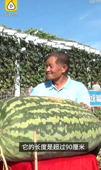 口感怎么样？丹麦巨型南瓜970公斤破纪录，种植秘诀来啦