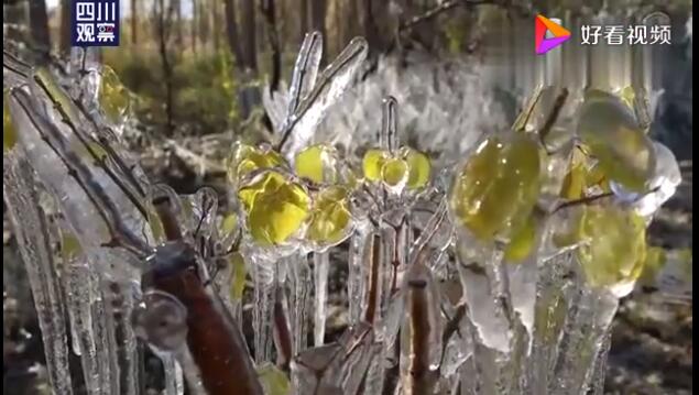 罕见!新疆出现罕见冰凌奇观,太美了!