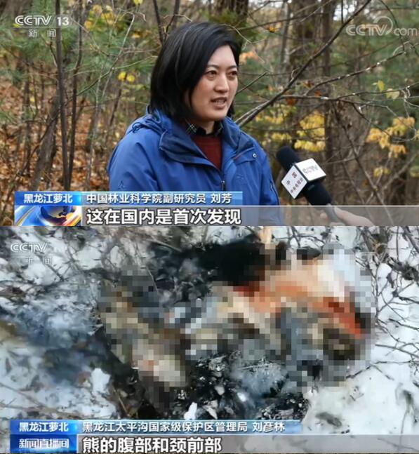 【罕见】小兴安岭首次找到东北虎吃熊证据,工作人员:当时的肉还冒着热气