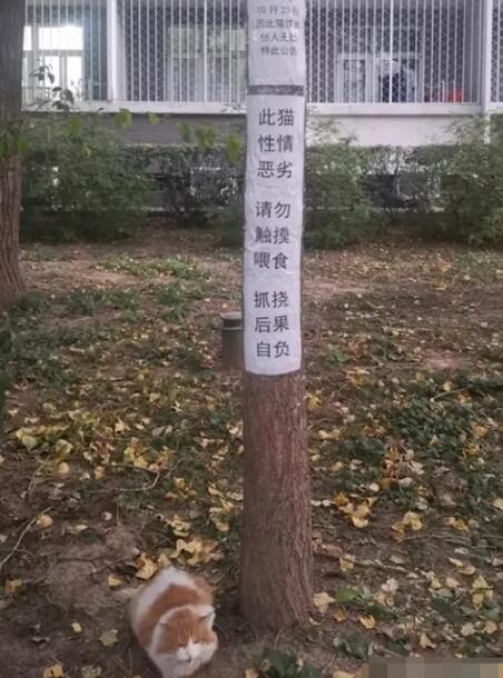 敲可怜！北大流浪猫因抓人被连贴12张告示，猫：为啥没人喂我了