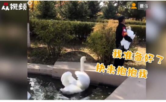 快来抱抱我!校园里天鹅排队等保安抱抱 张开翅膀做好准备
