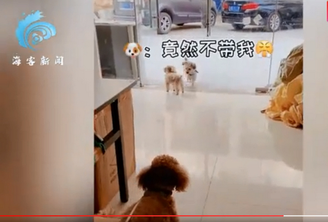 成精了！狗子连喊带比划叫小伙伴出去玩 我竟看懂了